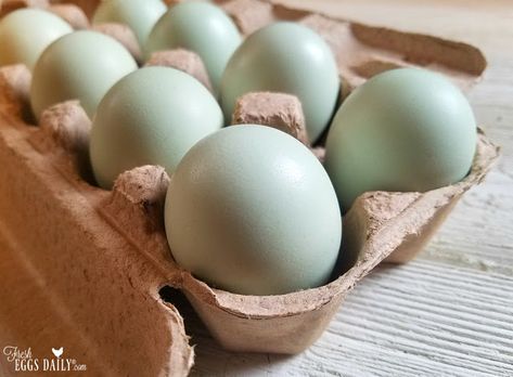 Ameraucana vs. Araucana vs. Easter Egger - The Blue Egg Layers | Fresh Eggs Daily® Kinds Of Chickens, Blue Chicken Eggs, Different Breeds Of Chickens, Breeds Of Chickens, Easter Eggers, Blue Chicken, Colored Eggs, Chicken Health, Beautiful Chickens