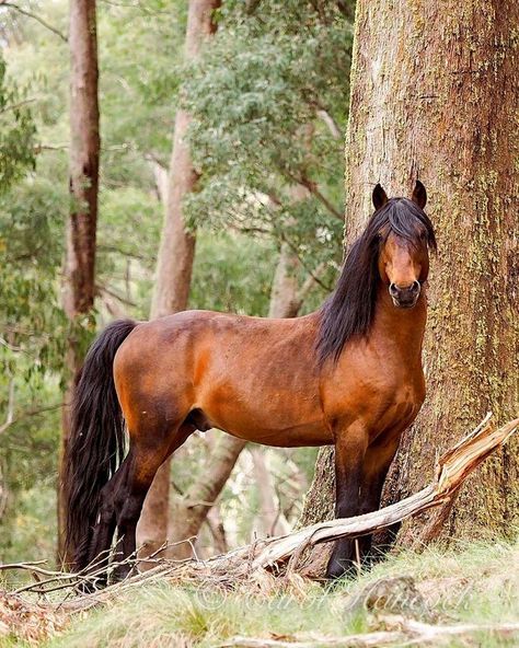 Country of origin: Australia . ‘Brumby’ is the name given to Australia’s wild horses . Brumby Horse, The Woods, Rasy Koni, Bay Horse, Most Beautiful Horses, Majestic Horse, Most Beautiful Animals, All The Pretty Horses, Horse Crazy