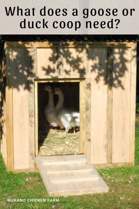 Building a goose coop or duck house. Waterfowl don't need the same things as chickens do, so building ducks or geese a coop is slightly different than building a chicken coop. I'll show you how. #homesteading Ducks House Ideas, Small Duck Coop Diy, Diy Duck Coop Plans, Duck House By Pond, Dog House Duck Coop, Duck Coop Ramp Ideas, Duck House For Winter, Modern Duck Coop, Inside Duck House
