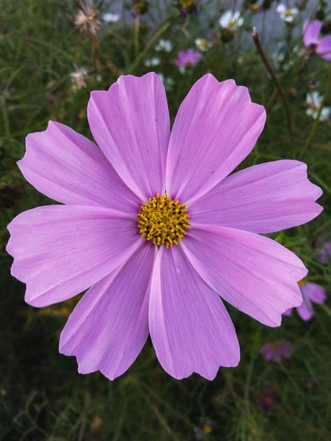 Wildflower Close Up, Nature, Flower Petal Photography, Flower Reference Photos For Artists, Upclose Flower, Flower Close Up Photography, Close Up Flower, Reference Photos For Artists, Drawing Flower