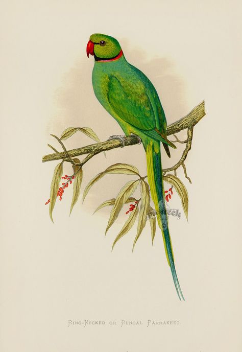 Ring-Necked or Bengal Parrakeet India from WT Greene Parrots 1884 Parrot Prints Ring Necked Parakeet, Parrot Drawing, Parrot Painting, Parrots Art, Bird Book, New Guinea, Wood Engraving, Fine Arts Posters, Antique Prints