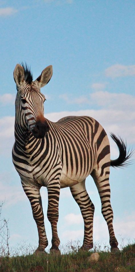 Pictures Of Zebras, Picture Of Wild Animals, Mamals Animals Mammals, Zebra Reference, Mammals Pictures, Zoo Animals Pictures, Zoo Animal Pictures, Mammals Drawing, Pictures Of Wild Animals