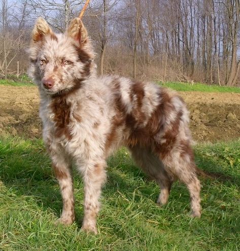 Whether or not you agree that dogs are man's best friend, I hope we can at least agree that they're an endless source of wholesome and heartwarming moments. Rare Dog Breeds Unique, Unique Animals Beautiful, Australian Shepherd Aesthetic, Mudi Dogs, Dog Oc, Unique Dogs, Unusual Pets, Cool Dogs, Cute Animals Funny