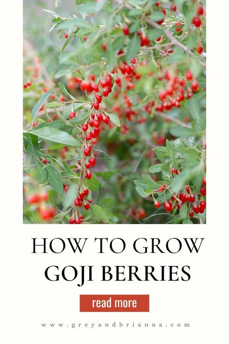 homegrown goji berries Goji Berries Plant, Grow Goji Berries, Goji Berry Plant, Berries Benefits, Growing Goji Berries, Berry Benefits, Goji Berries Benefits, Gogi Berries, Homesteading For Beginners