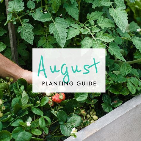 August Edible Planting Guide – Australia Wide | The Healthy Patch Planting Vegetables, Permaculture, Planting Guide Australia, Vegetable Planting Guide, Planting Guide, Veggie Patch, Backyard Vegetable Gardens, Veg Garden, Back Gardens