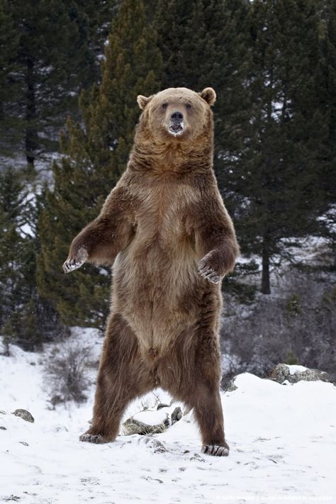 Grizzly bear Standing Bear, Bear Attack, Montana Usa, Bozeman Montana, Bear Pictures, Cover Image, Bear Art, Grizzly Bear, Big Sky