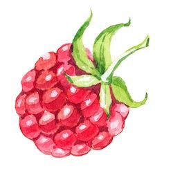 Simple Cute Watercolor Drawings, Fruits Drawing Watercolor, Fruit Art Watercolor, Fruit Art Illustration, Raspberry Painting Easy, How To Draw Raspberries, Raspberry Art Drawing, How To Draw A Raspberry, Fruit Drawing Watercolor