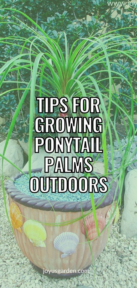 Outdoor Palms In Pots, Ponytail Palm Plant, How To Take Care Of A Pony Tail Palm, Ponytail Plant In Pot, Pony Palm Plant, Palm Tree Care Outdoor, Ponytail Palm Outdoor, Palm Trees In Pots Outdoors, Ponytail Plant Care