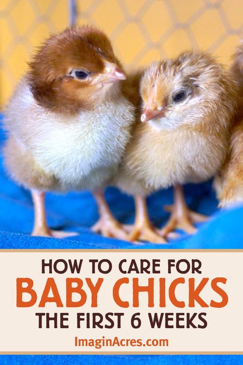 Raising chicks is great fun, but they do need some specific care to keep them healthy. Learn to care for and what to expect the first six weeks of raising chicks. Caring For New Chicks, Raising Chicks Week By Week, Chick Care 101, Raising Chicks For Beginners, How To Care For Baby Chicks, Chick Toys Diy, Chicken Hacks Raising, Raising Baby Chicks, Mother Clucker