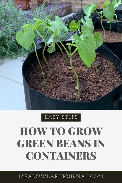 easy steps to planting and growing green beans in containers How To Grow Beans In Garden, Growing Bush Beans In Containers, Growing Green Beans In A Container, Growing Beans In Containers, Green Bean Plants Growing, Growing Peas In Containers, How To Grow Green Beans, How To Grow Beans, Green Bean Growing