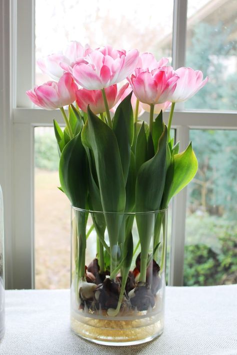 Indoor Plant Hacks, Tulip Seeds, Growing Tulips, Plant In Glass, Indoor Plants Styling, Plants In Jars, Planting Tulips, Daffodil Bulbs, Bonsai Flower