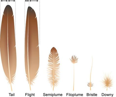 Lesson 3 -Types of feathers // Apologia Zoology 1 Zoology, Drawing Tips, Types Of Feathers, Feather Drawing, Bird People, Wings Drawing, Bird Wings, Art Tips, Art Reference Photos