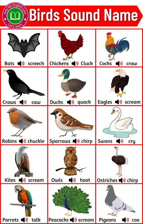 Birds Name List, Animals Name List, Learn English Kid, Butterfly Art And Craft, Different Types Of Birds, Fruits Name In English, General Knowledge For Kids, Animals Name In English, Animal Pictures For Kids