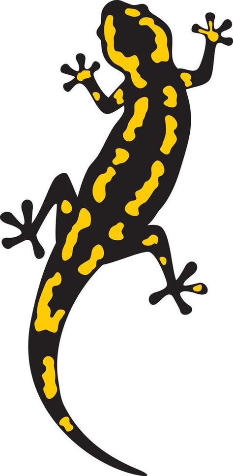 Fire Salamander Animal Color. Vector Illustration. Fantasy Salamander Art, Fire Salamander Tattoo, Salamander Illustration, Lizard Template, Salamander Drawing, Fire Salamander, Giant Salamander, Illustration Advertisement, Color Vector