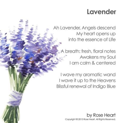 Tropical Quotes, Lavender Quotes, Flower Quotes Inspirational, Spiritual Poems, Flower Poem, English Knowledge, Bloom Where Youre Planted, Lavender Aromatherapy, Aromatic Plant