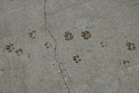 Dogs, Animals, Animal Tracks, Backyard Diy, Dog Paw Print, Dog Paws, Diy Backyard, Paw Print