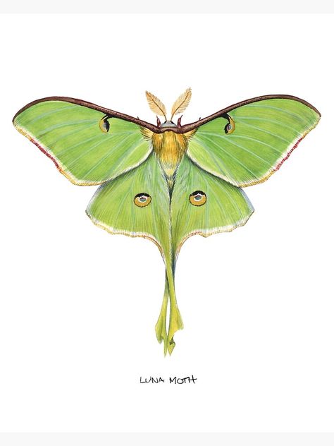 Lunar Moth Tattoo, Luna Moth Tattoo, Moth Watercolor, Moth Drawing, Moth Tattoo Design, Moth Illustration, 16 Tattoo, Lunar Moth, Moon Moth