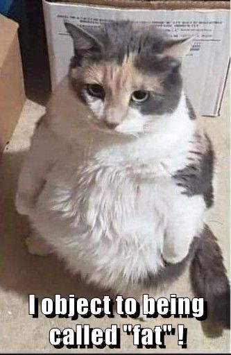 I object to being called "fat" ! Memes, Funny Cats, Cat Standing, Chubby Cat, Silly Cat, Funny Cat Memes, The Funny, Funny Cat, Cat Memes