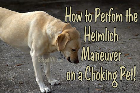 What to do if your dog chokes Heimlich Maneuver For Dogs, Heimlich Maneuver, Dog Remedies, Dog Leg, Dog Info, Tiny Dogs, Pet Hacks, Dog Health, What’s Going On