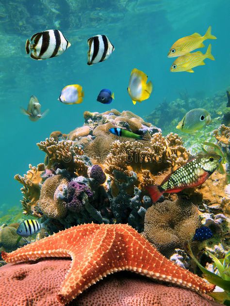 Starfish In Ocean, Sea Life Photography, Fish In Ocean, Grand Cayman Island, Fauna Marina, Fish In The Sea, Underwater Scene, Under The Ocean, Underwater Life