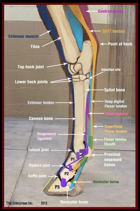 Structures in the horses hind leg Welsh Corgi Pembroke, Equine Massage, Vet Medicine, Equine Therapy, Horse Care Tips, Horse Facts, Horse Info, Horse Anatomy, Vet School