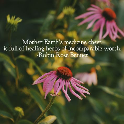 botanicalgoodness.com Nature, Gardening Witchcraft, Herbal Quotes, Mother Earth Quotes, Healing Witch, Medicine Quotes, Earth Quotes, Medicine Chest, Plant Medicine