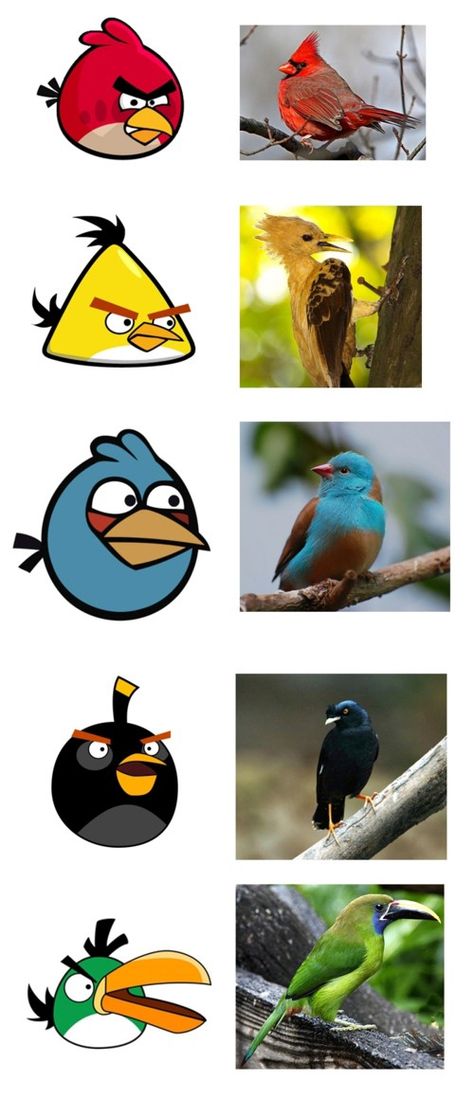 ¿Los verdaderos Angry Birds,  tendrán tan mala leche como los del juego? Humour, Funny Images, Angry Birds Party, Bird Birthday, Angry Bird, Cub Scouts, Angry Birds, Bird Feathers, Olaf The Snowman