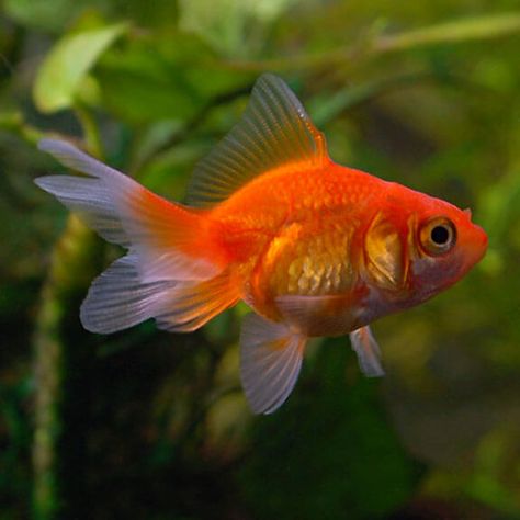 Goldfish Reference Photo, Chunky Goldfish, Goldfish Reference, Goldfish Photo, Goldfish Breeding, Marine Core, Goldfish Care, Fish Project, Common Goldfish