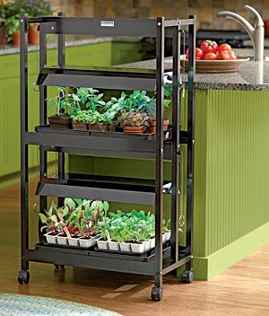 @Travis Miller needs this Grow Light Stand, Tier Garden, Growing Tomatoes Indoors, Growing Food Indoors, Indoor Grow Lights, Indoor Grow, Indoor Vegetables, Growing Tomatoes In Containers, Light Garden