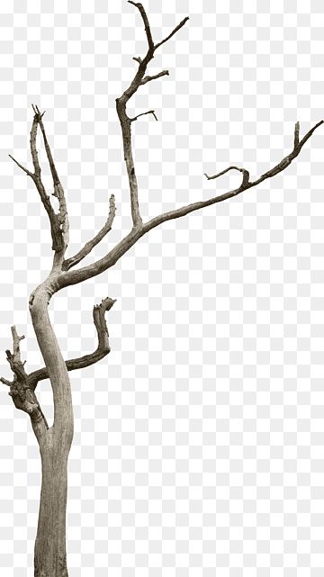 Tree Trunk Drawing, Cool Png, Dried Tree Branches, Dry Tree, Flower Background Design, Cartoon Trees, Gray Tree, Tree Png, Black And White Tree