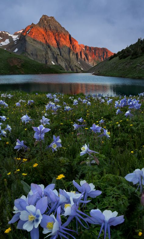 Download wallpaper 1280x2120 mountains, sunset and lake, nature, meadow flowers, iphone 6 plus, 1280x2120 hd background, 28928 Flower Meadow Wallpaper, Mountain Wallpaper Hd, Spring Landscape Photography, Wallpaper Mountain, Meadow Wallpaper, Flower Meadows, Mountain Flowers, Free Background Photos, Spring Scenery