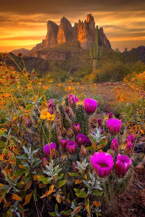 Spring Wildflower bloom time... - Natural beauty of the earth | Facebook Tumblr, Nature, Bonito, Arizona Aesthetic, Desert Pictures, Super Bloom, Desert Bloom, Arizona Photography, Desert Photography