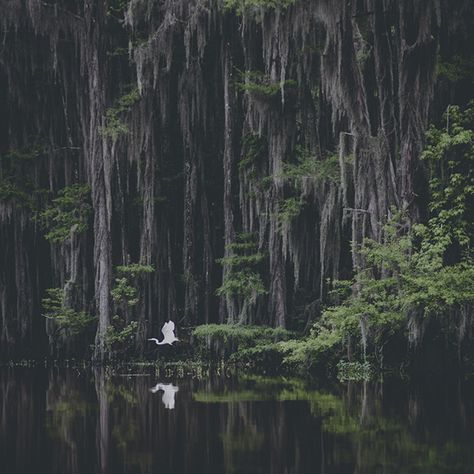 Landscape Photography Tips, Bog Aesthetic Dark, Swamp Cabin, Dark Jungle, Beauty Dish, White Crane, Southern Gothic, Nature Aesthetic, Insta Photo