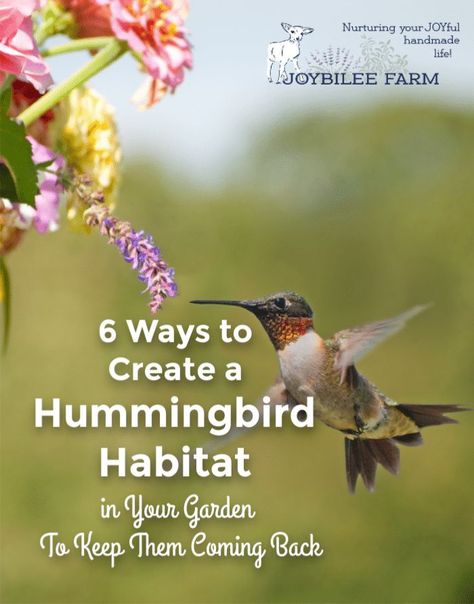 6 Ways to Create a Hummingbird Habitat in Your Garden To Keep Them Coming Back Hummingbird Sanctuary, Hummingbird Habitat, Backyard Habitat, Garden Critters, Witch's Garden, Birdhouse Ideas, Habitat Garden, Hummingbird Plants, Modern Homesteading