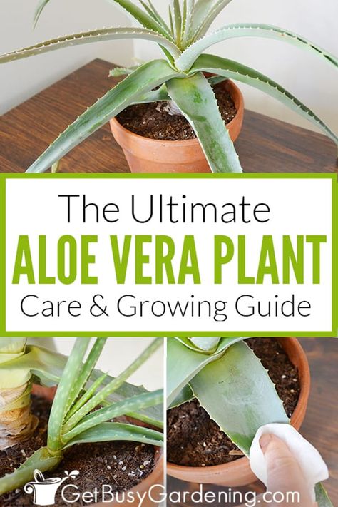 Aloe Vera Plant Care, Aloe Plant Care, Aloe Vera Plant Indoor, Growing Aloe Vera, Aloe Vera Care, Plant Care Guide, Plant Care Instructions, Plant Care Houseplant, Garden Box