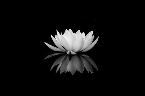 Nature, Lotus Flower Black Background, Watch Faces Background Black, White Flower Black Background, Lotus Black And White, Lotus Flower Black And White, White Background Pictures, White Flowers Background, Lotus Flower Outline