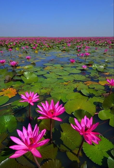 Lotus Flower Meaning and Symbolism | Balcony Garden Web Nature, Lotus Flower Meaning, Flower Meaning, The Lotus Flower, Lotus Garden, Lotus Plant, Flower Meanings, Chrysanthemum Flower, Lotus Blossom