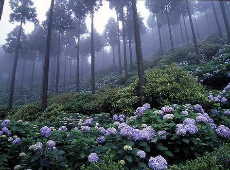 Hearth Witch, Hydrangea Garden, Foggy Forest, Tall Trees, Beautiful Sites, Nature Aesthetic, Pretty Places, Mother Earth, Belle Photo