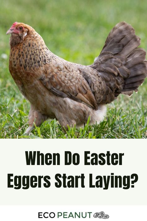 Chicken Easter Eggers Chickens, Easter Egger Chicken, Easter Eggers, Types Of Chickens, Chicken Owner, Colorful Eggs, Quails, Egg Laying, Backyard Chickens
