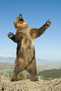 Just Continue That Thought...: “Our attitude is the primary force that will deter... Bear Standing Up, Bear Standing, Standing Bear, Photo Animaliere, Funny Bears, Big Animals, Bear Pictures, Love Bear, A Thought