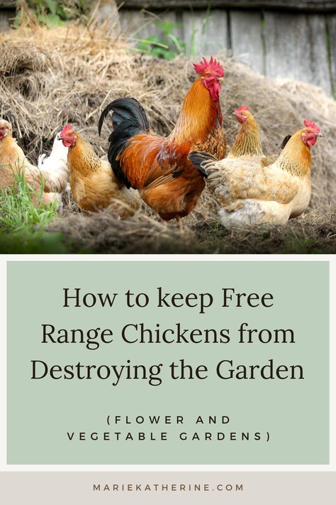 Will Free-Range Chickens Eat my Garden? The short answer is yes. Chickens can be very destructive in the garden. Not only do they eat young plants, but they also love to scratch and dig in loose soil or mulch. Luckily, there are some very simple solutions to protecting your garden and young plants! Duckling Care, How To Keep Chickens, Chicken Raising, Types Of Chickens, Homestead Chickens, Chicken Eating, Backyard Poultry, Raising Backyard Chickens, Free Range Chickens