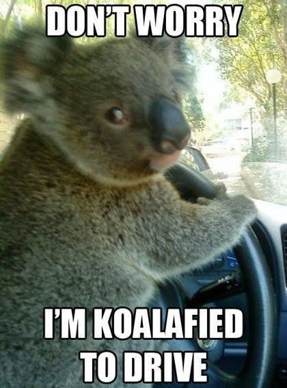 Funny Animal Quotes, Driving Memes, Funny Car Memes, Funny Cartoons Jokes, Animal Puns, Desen Anime, Carl Grimes, Humor Grafico, 웃긴 사진