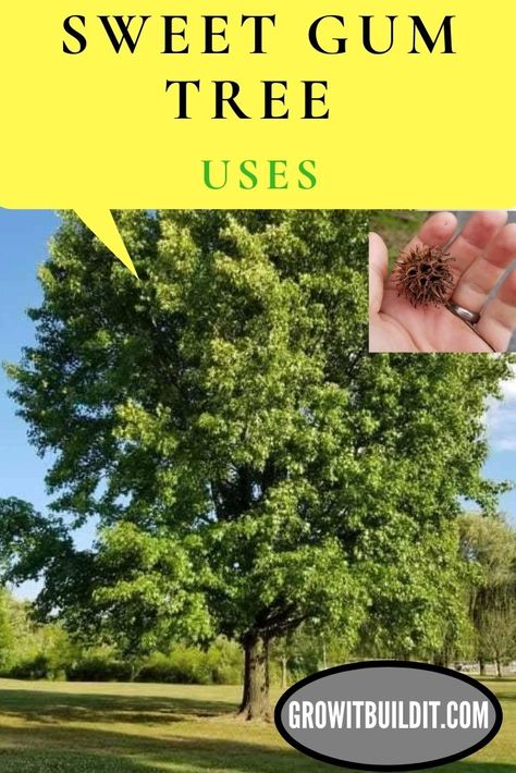 Nature, Sweet Gum Tree Medicinal, Sweet Gum Tincture, Sweet Gum Ball Tincture, Sweet Gum Tree Crafts, Medicinal Trees, Foraging Plants, Idaho Landscape, Sweet Gum Tree