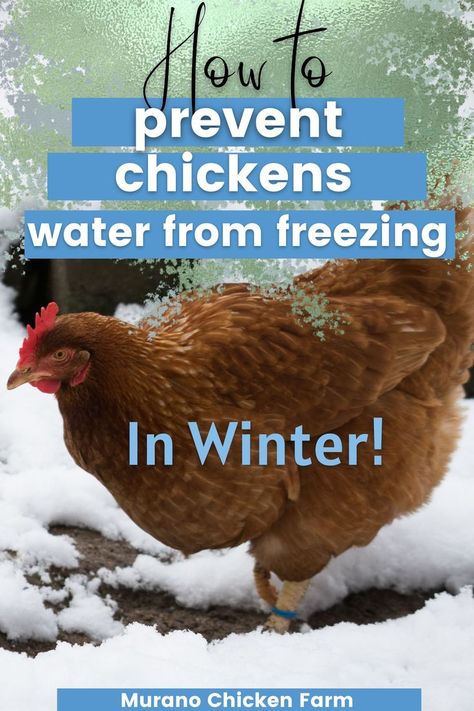 prevent  chickens water from freezing in winter What Can Chickens Eat, How To Keep Chickens, Chickens In The Winter, Chicken Pictures, Backyard Chicken Farming, Homestead Chickens, Hatching Chicks, Frozen Water, Chicken Health