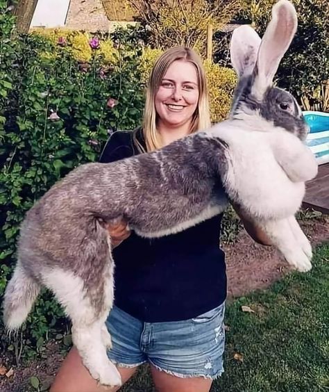 Flemish Giant Rabbit 🐰🐇 Considered to be the largest breed of the species🐇🐰 Flemish Giant Rabbit, Giant Rabbit, Flemish Giant, Pet Bunny Rabbits, Rabbit Life, Rabbit Breeds, Beautiful Rabbit, Large Rabbits, Bunny Care