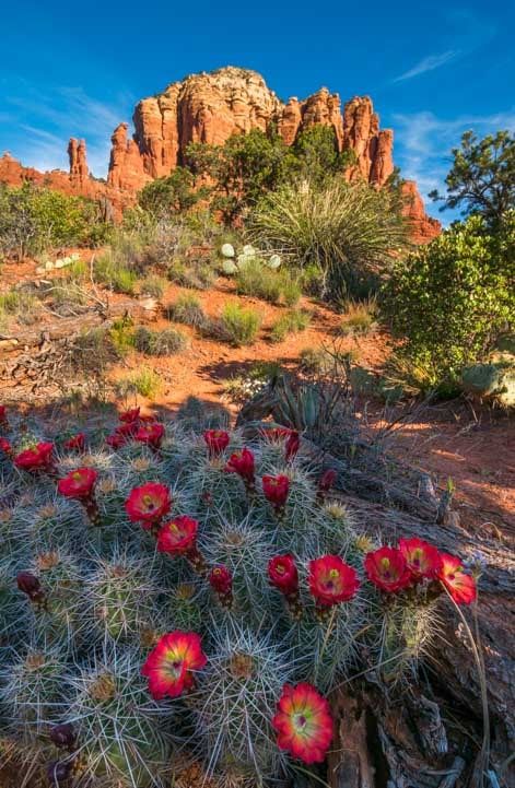 Cactus flowers on Little Horse Trail Sedona Arizona Hike to Chicken Point Overlook-min Sedona Arizona Photography, Arizona Flowers, Arizona Plants, Desert Places, Desert Aesthetic, Arizona Cactus, Arizona Photography, Arizona Landscape, Horse Trail