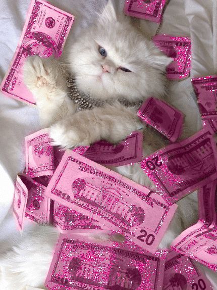 Pink Money, Pink Glitter Wallpaper, Anak Haiwan, Söt Katt, Haiwan Lucu, Pink Tumblr Aesthetic, Animale Rare, Cute Cats Photos, Cute Cat Wallpaper