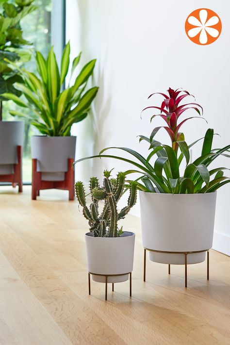 Is it really any surprise that indoor gardens make the top 10 list of 2020 trends? (Nope!) Here’s how to make the trend your own. Plastic Planter, Plant Decor Living Room, Plastic Planters, Decoration Plante, Indoor Gardens, Green Cabinets, Office Plants, Stand Light, Plant Decor Indoor