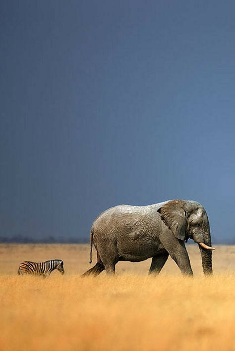 As a self-proclaimed wannabe National Geographic wildlife photographer, my aim is always to get as close as is safely possible to animals in their natural habitat to capture that perfect shot. Animals In The Wild Nature, Animals In The Wild Photography, Animals In Nature Photography, Wild Life Photography, Wild Life Animals, Animals In Nature, National Geographic Wild, National Geographic Animals, Animals In The Wild