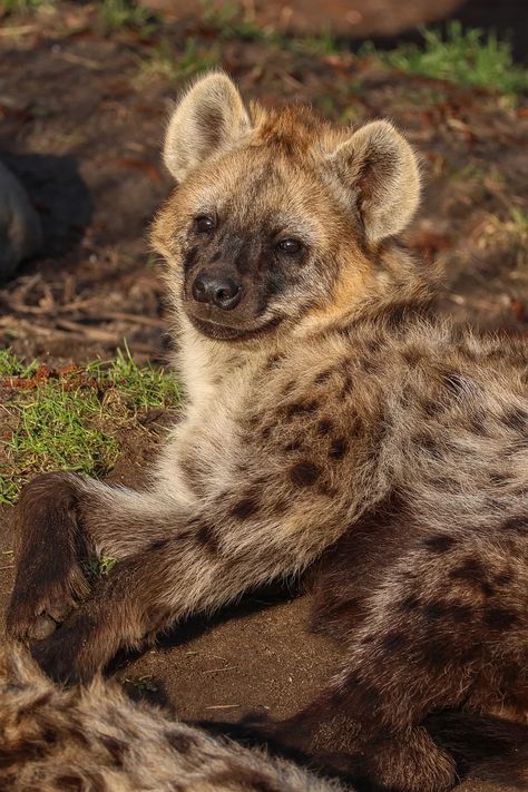 Download free HD stock image of Hyena Nature Spotted Hyena Aesthetic, Hyena Side Profile, Hyena Anthro, Hyena Aesthetics, Hyena Wallpaper, Silly Hyenas, Hyena Cute, Hyena Reference, Hyena Oc